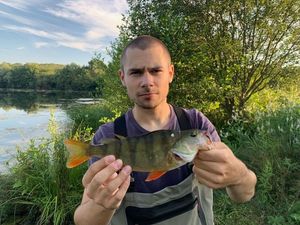 European Perch