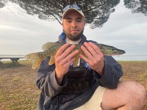 Northern Pike
