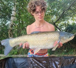 Grass Carp