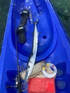 Garfish
