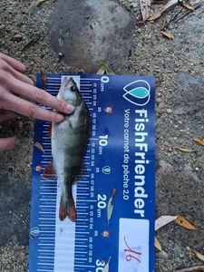 European Perch