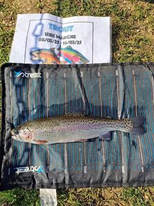 Rainbow Trout