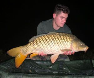 Common Carp