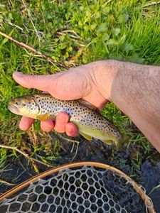 Brown Trout