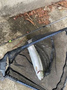 Rainbow Trout