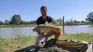 Mirror Carp