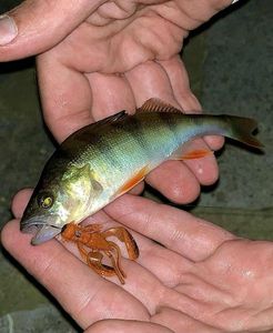 European Perch