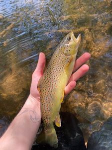 Brown Trout