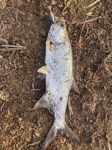 Tarpon