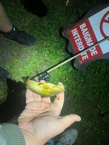 Black Bullhead