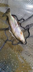 Rainbow Trout