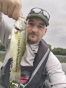 Largemouth Bass