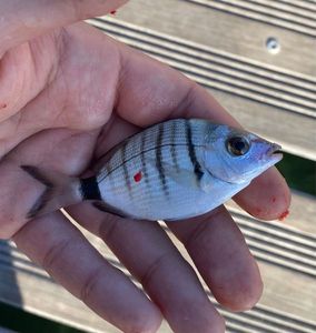 Common Two-banded Seabream