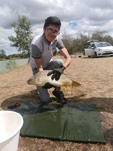 Mirror Carp