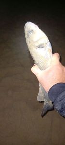 European Bass (Seabass)