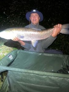 Grass Carp