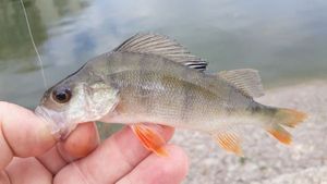 European Perch