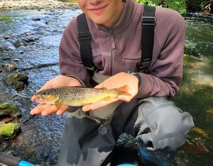 Brown Trout