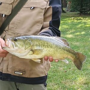 Largemouth Bass