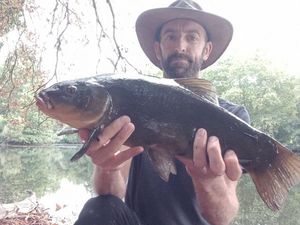Tench
