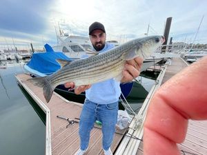 Thicklip Grey Mullet