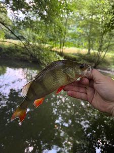 European Perch