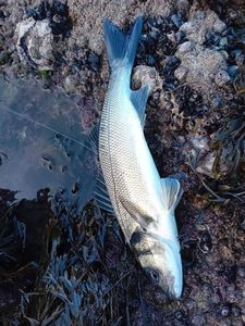 European Bass (Seabass)