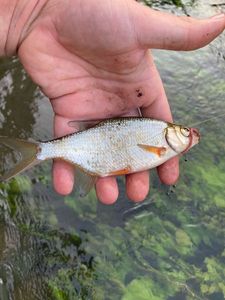 Blue Bream