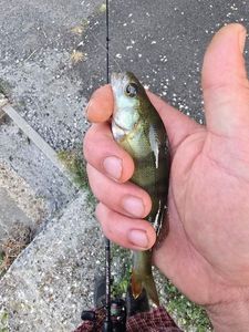 European Perch