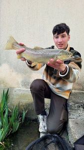 Brown Trout