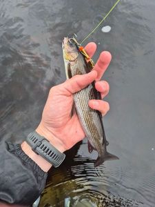 Grayling