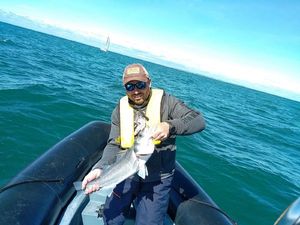 European Bass (Seabass)