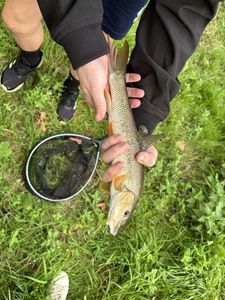Barbel