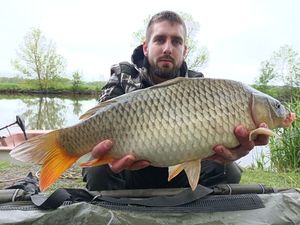 Common Carp