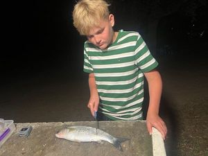 Thicklip Grey Mullet