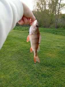 European Perch
