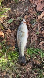 Smallmouth Bass
