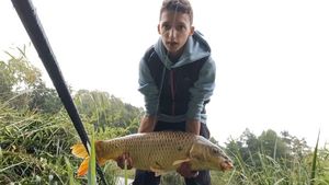 Common Carp