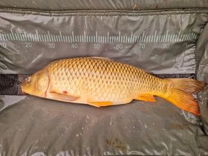 Common Carp