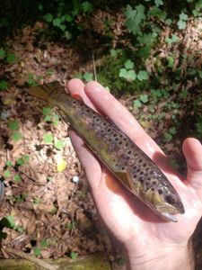 Brown Trout
