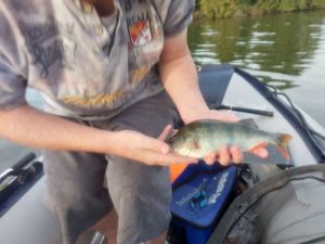 European Perch