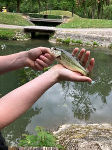 Largemouth Bass