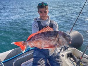 Red Porgy