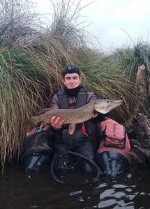 Northern Pike
