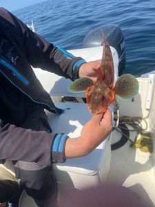 Grey Gurnard