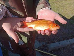 African Red Snapper