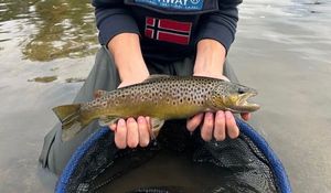 Rainbow Trout