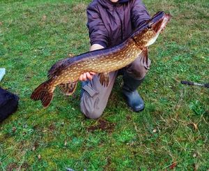 Northern Pike
