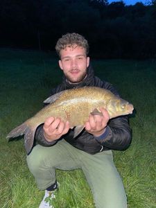 Common Bream