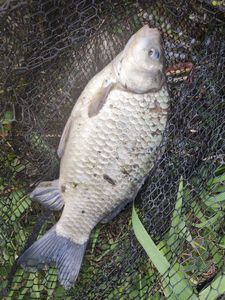 Crucian Carp